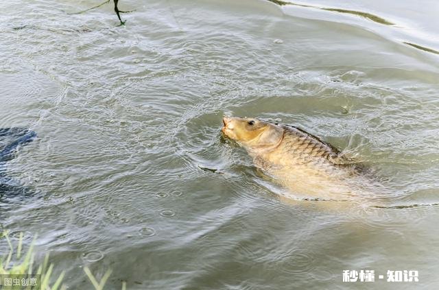 气温异常的冬季,会对鱼儿造成怎么样的影响
