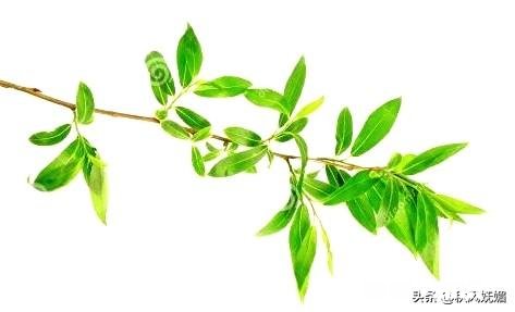 小学升初中数学考试纳入多少分值的奥数比较合理