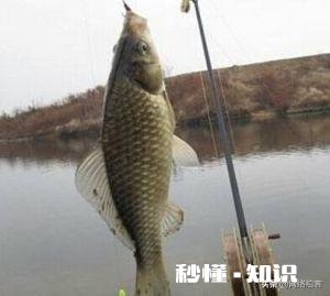 鱼竿不常用的碳布是哪一种