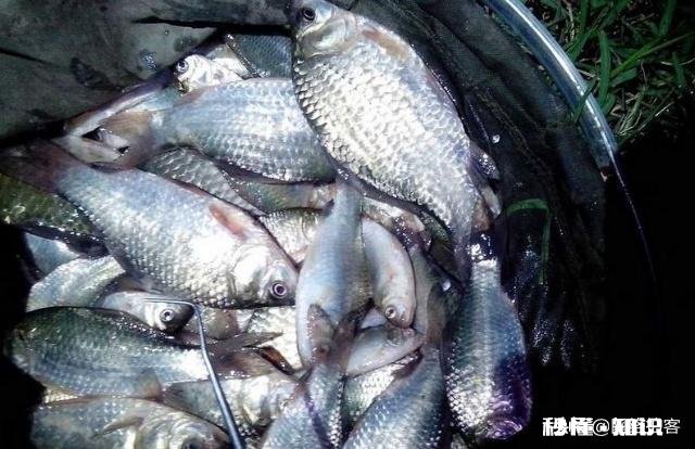 鱼竿不常用的碳布是哪一种