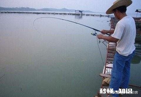 鱼竿不常用的碳布是哪一种