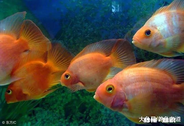 新鱼缸加水后浑浊怎么解决