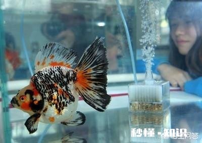 新鱼缸加水后浑浊怎么解决