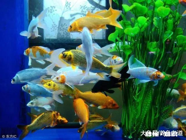 新鱼缸加水后浑浊怎么解决