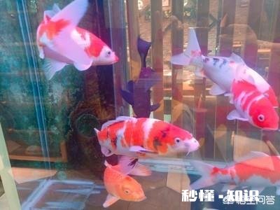 新鱼缸加水后浑浊怎么解决