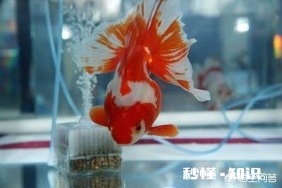 新鱼缸加水后浑浊怎么解决