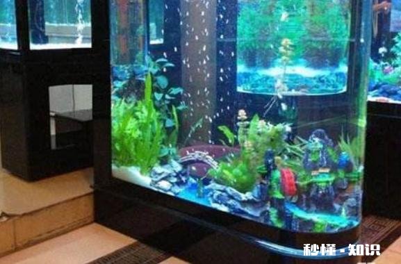 新鱼缸加水后浑浊怎么解决