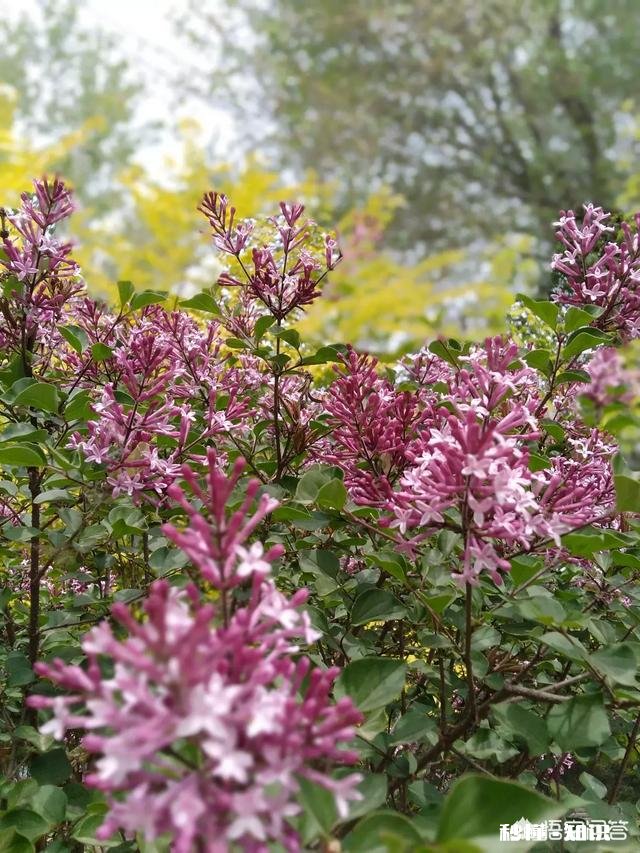 作为一个摄影爱好者，可以分享一下你在各地拍摄的熏衣草图片么