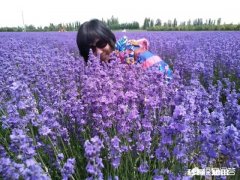 作为一个摄影爱好者，可以分享一下你在各地拍摄的熏衣草图片么