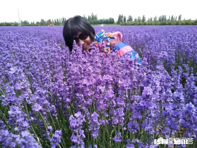 作为一个摄影爱好者，可以分享一下你在各地拍摄的熏衣草图片么