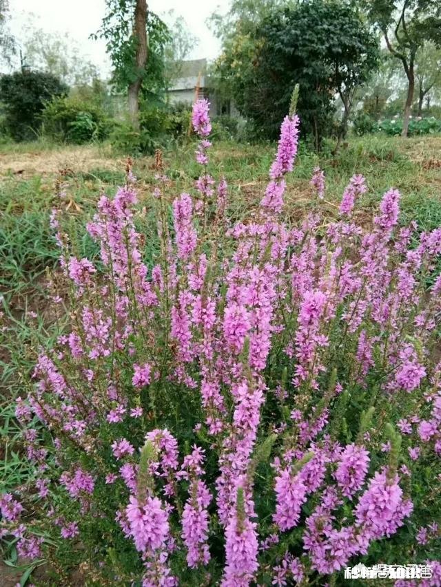 作为一个摄影爱好者，可以分享一下你在各地拍摄的熏衣草图片么
