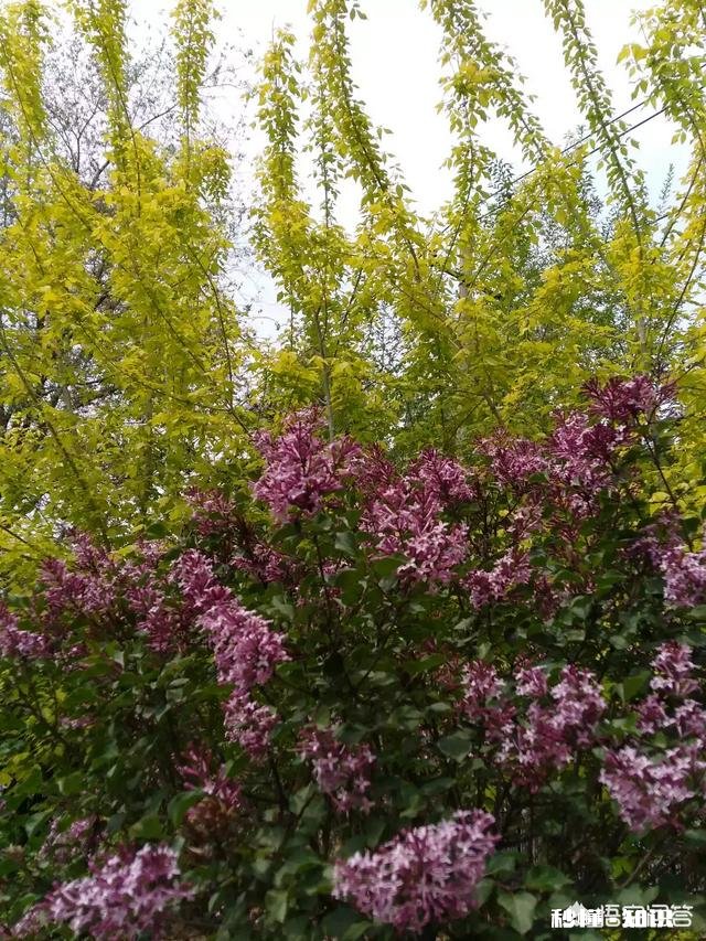 作为一个摄影爱好者，可以分享一下你在各地拍摄的熏衣草图片么