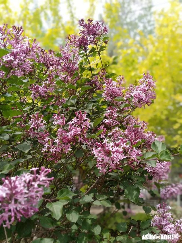 作为一个摄影爱好者，可以分享一下你在各地拍摄的熏衣草图片么