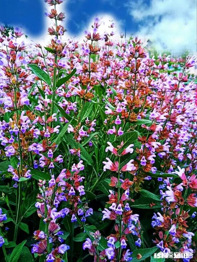 作为一个摄影爱好者，可以分享一下你在各地拍摄的熏衣草图片么