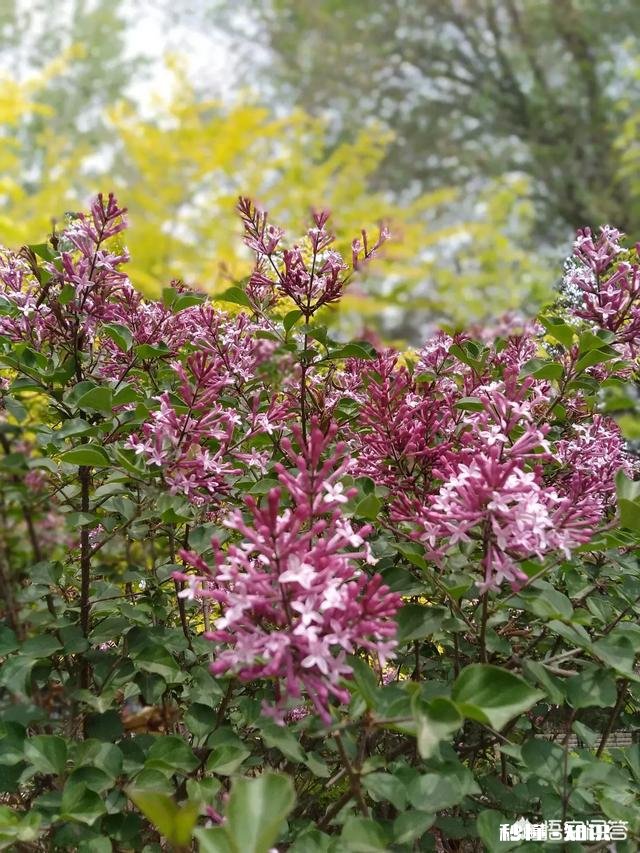 作为一个摄影爱好者，可以分享一下你在各地拍摄的熏衣草图片么