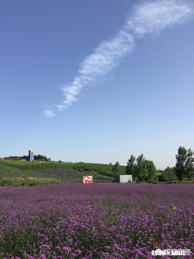 作为一个摄影爱好者，可以分享一下你在各地拍摄的熏衣草图片么