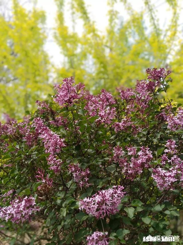 作为一个摄影爱好者，可以分享一下你在各地拍摄的熏衣草图片么