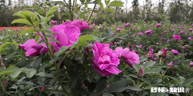 女55岁退休,养老金5000元,两套房产,在全国算什么水平