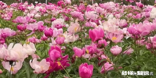 女55岁退休,养老金5000元,两套房产,在全国算什么水平