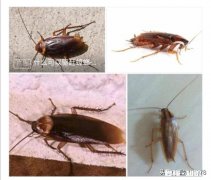 家里有种小虫子不知道是不是臭虫有认识的可以看一下是不是嘛