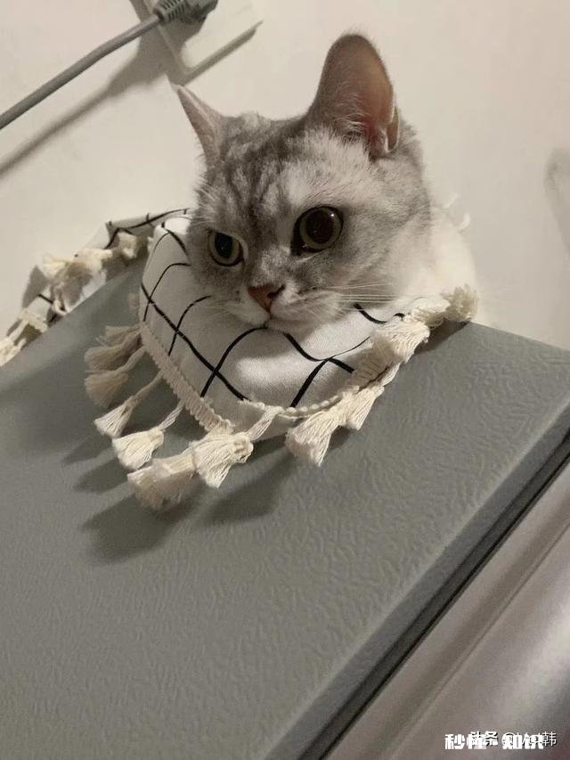 猫咪得了耳螨会死吗