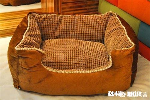 猫咪得了耳螨会死吗