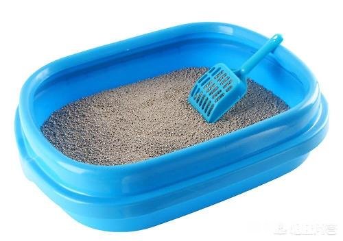 猫咪得了耳螨会死吗