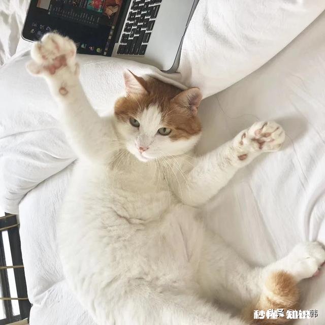 猫咪得了耳螨会死吗