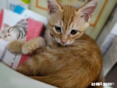 猫咪得了耳螨会死吗