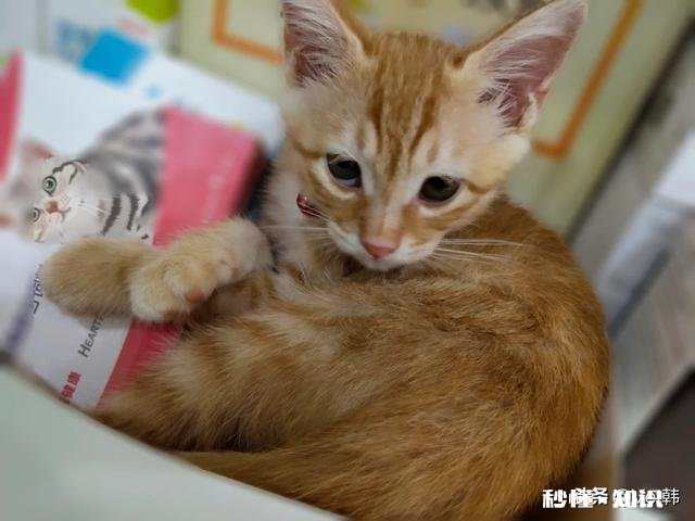 猫咪得了耳螨会死吗