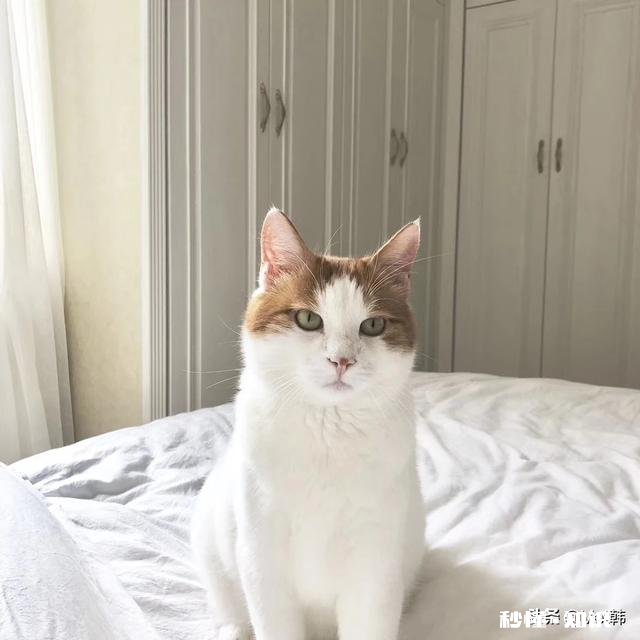 猫咪得了耳螨会死吗