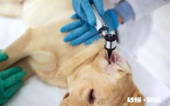 狗狗耳朵里面发现有酱油色，是什么问题怎么解决