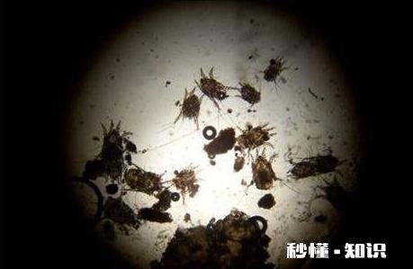 狗狗耳朵里面发现有酱油色，是什么问题怎么解决