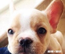 狗狗耳朵里面发现有酱油色，是什么问题怎么解决