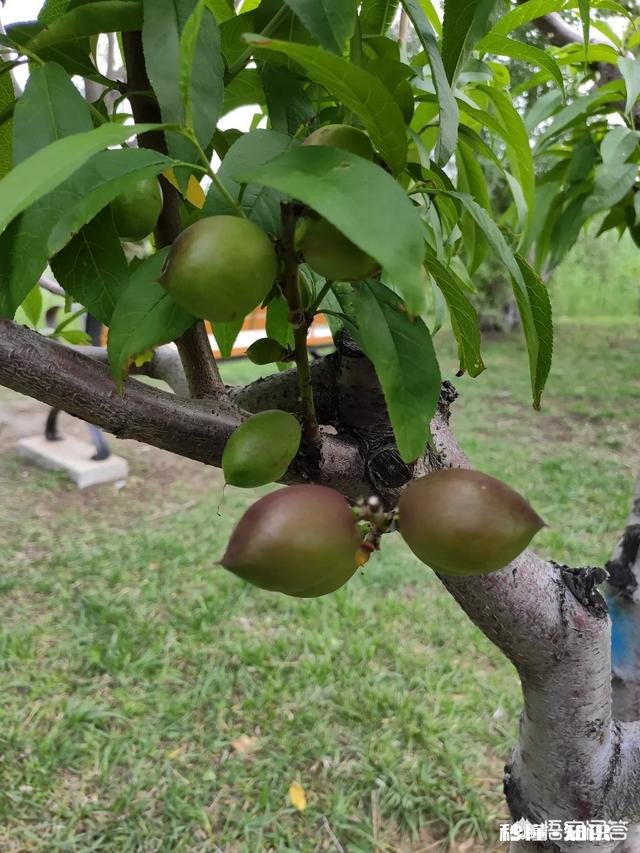 吃米饭的饭碗你会剩米粒吗