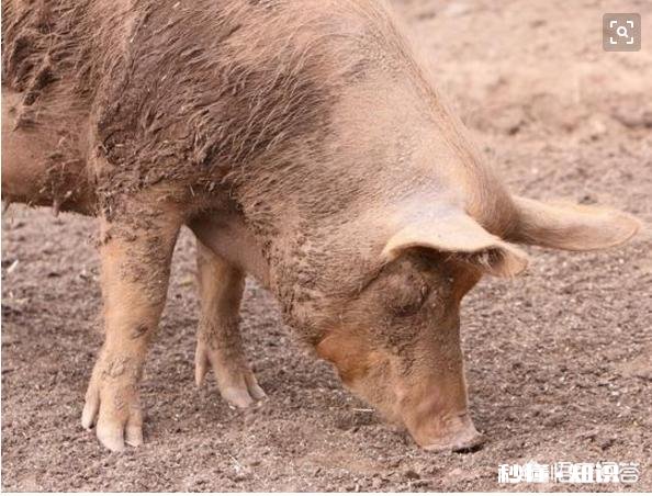 农村老人说百步蛇最怕猪，真的是这样吗为啥会这样说