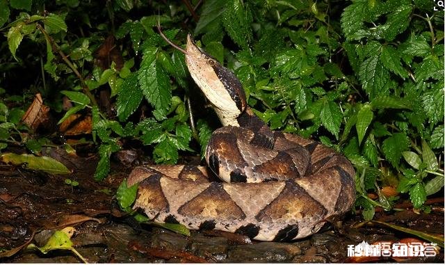 农村老人说百步蛇最怕猪，真的是这样吗为啥会这样说