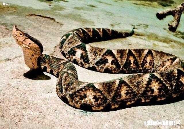 农村老人说百步蛇最怕猪，真的是这样吗为啥会这样说