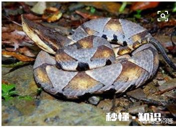 农村老人说百步蛇最怕猪，真的是这样吗为啥会这样说