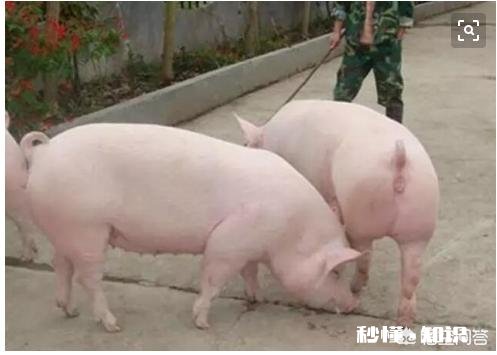 农村老人说百步蛇最怕猪，真的是这样吗为啥会这样说