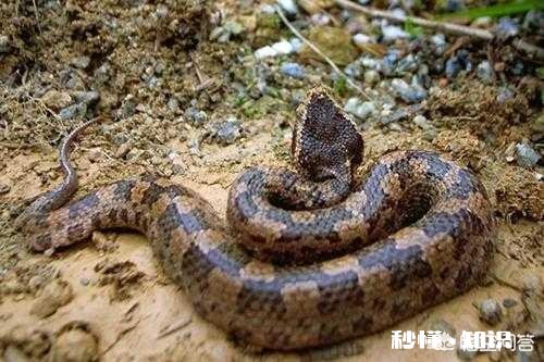 农村老人说百步蛇最怕猪，真的是这样吗为啥会这样说