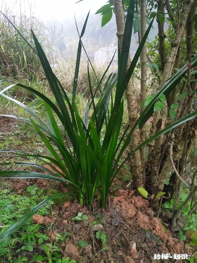 为什么城里的好多朋友夏天的时候都喜欢回农村的老家来居住