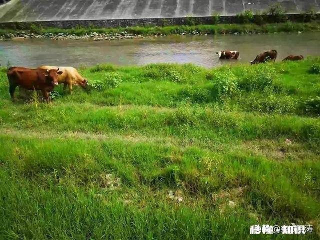 为什么城里的好多朋友夏天的时候都喜欢回农村的老家来居住