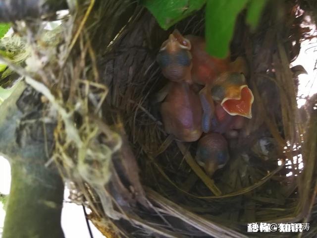 为什么城里的好多朋友夏天的时候都喜欢回农村的老家来居住