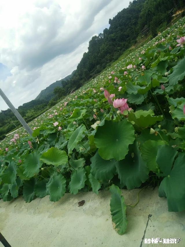 为什么城里的好多朋友夏天的时候都喜欢回农村的老家来居住