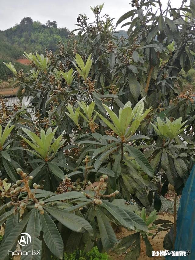 为什么城里的好多朋友夏天的时候都喜欢回农村的老家来居住