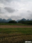 番茄基地如何能大量走货