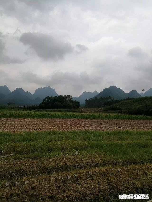 番茄基地如何能大量走货