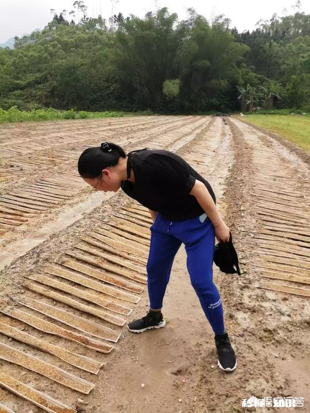 番茄基地如何能大量走货