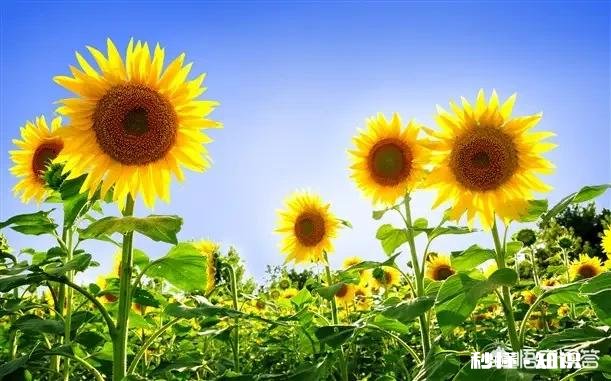 好多女性重男轻女比男性还严重，仿佛忘记自己也是女的，该如何解释这种现象